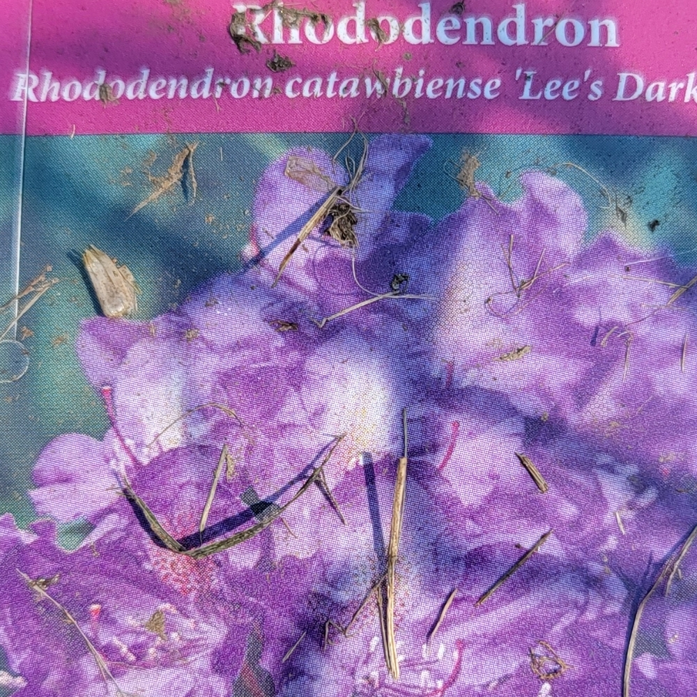 Rhododendron Tree - Picture 4 of 7